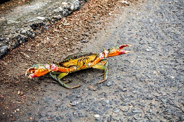 crab, vietnam