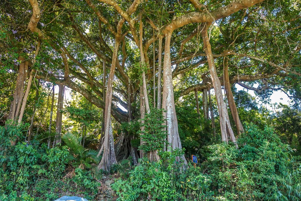 Monkey Mountain, ancient banyan tree