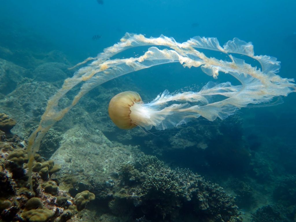 Cham island, under the water, jelly fish