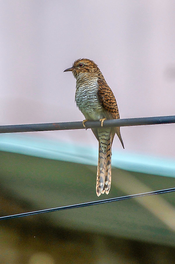 Wild Birds - Hoi An's Other Heritage. Plaintive cuckoo. Hoi An Birdwatching