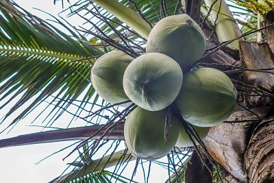 Exploring Cam Kim Island. Coconuts