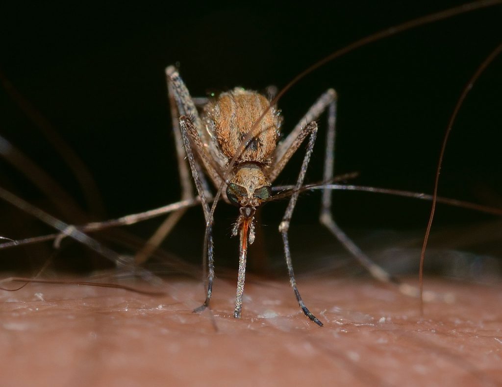 vaccinations Vietnam, mosquitoes, dengue fever in Vietnam, malaria Vietnam, malaria prevention, dengue fever prevention, dengue fever symptoms
