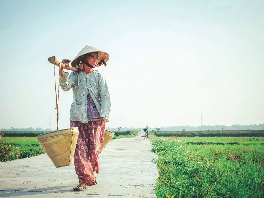 Image of Hoi An's rice fields