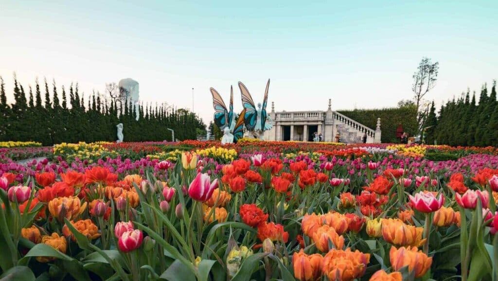 Tulip Festival, The Flower Garden, Ba Na Hills