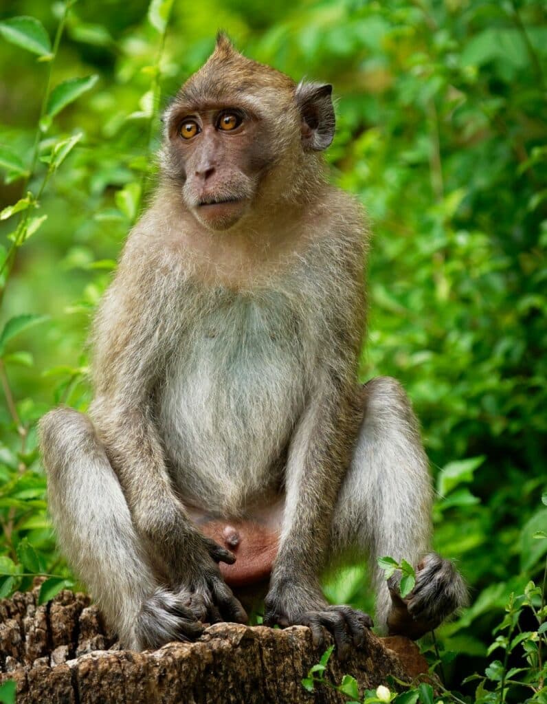 Long-tailed Macaque, Son Tra, Da Nang