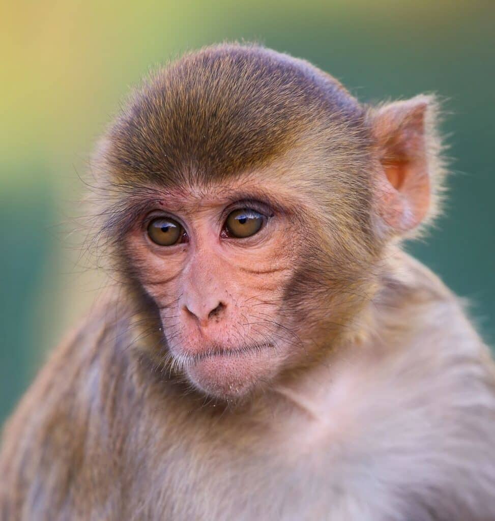 Rhesus Macaque, Son Tra, Da Nang