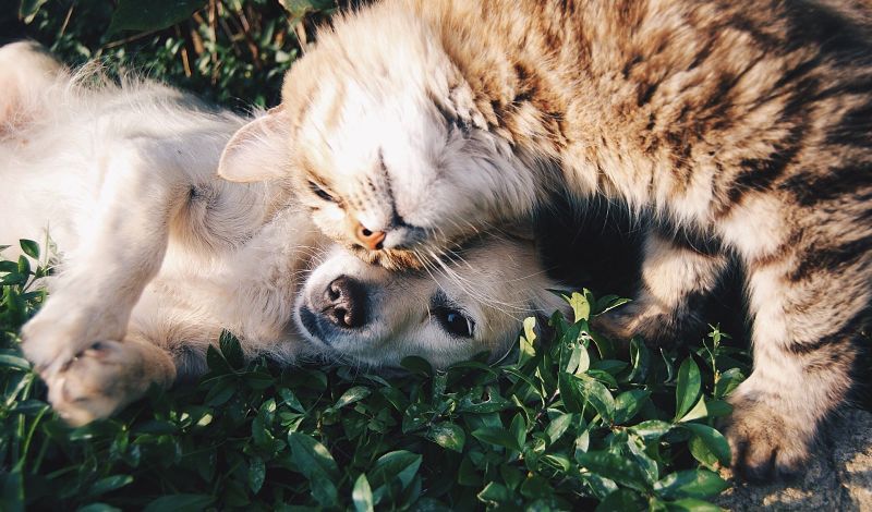 Image showing a dog and cat together
