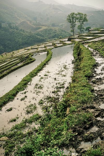 Flooded rice terraces in North Vietnam
