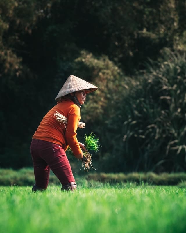 Rice farmer tending to crop