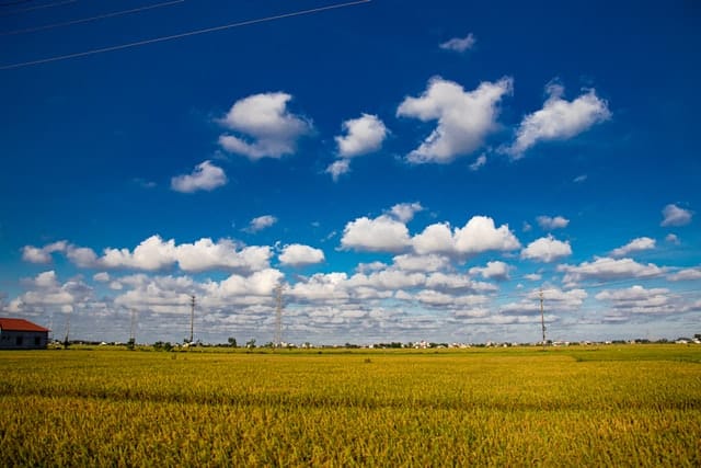 Vista of a rice field