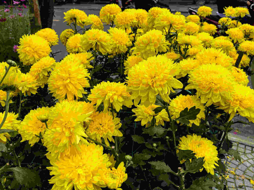 Massed potted yellow chrysanthemums, Tet, Hoi An, 2023