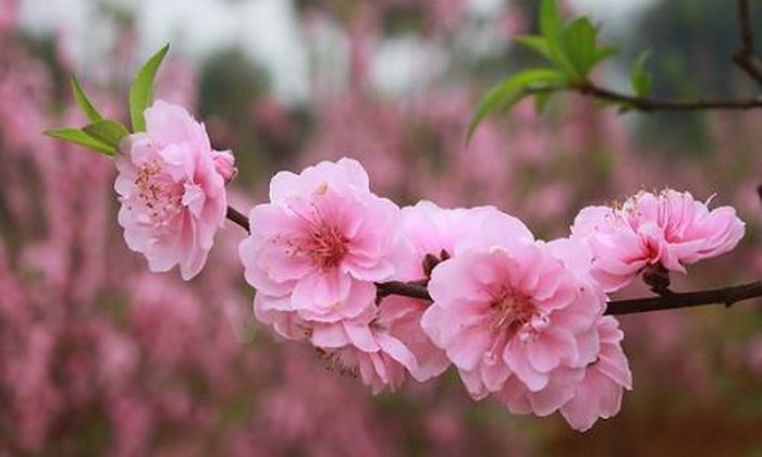 Peach Blossom. Traditional Tet flower.